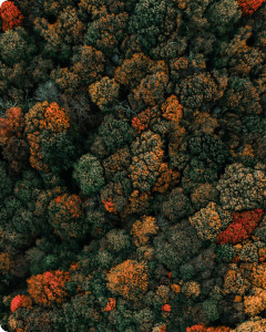 Pancasting: forecasting epidemics from provisional data